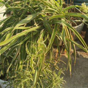 Spider Plant Droop