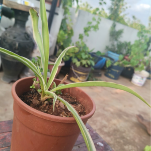 Spider plant