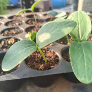 Ridge Gourd/Beerakaya seedlings